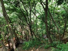 -大岭沟猕猴桃谷风景区