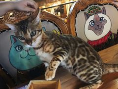 -more than meow吴止猫主题餐厅(承德 中船汇店)