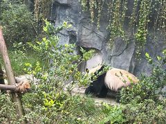 -都江堰中华大熊猫苑