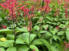 -广西壮族自治区药用植物园