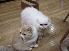 -滚猫咖啡·猫咖·猫友好撸猫(未来城店)