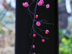 -望江楼公园