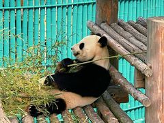 -西霞口神雕山野生动物世界