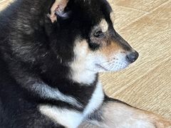 -南京Hallo宠物乐园·哈罗犬舍·柴犬繁育基地