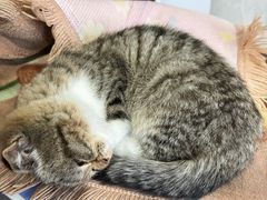 -萌兽医馆·绝育·24小时内科·宠物医院(德胜店)