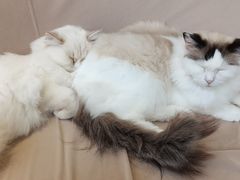 -怪兽屋·羊驼·猫咖·狗咖(俊华广场店)