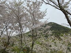 -香雪海