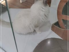 -COLOR PETS 撸猫馆·购猫·猫咖(长风大悦城店)