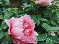 -花溪公园