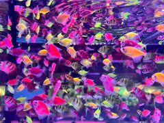 -花鸟鱼虫鲜花绿植市场(玉泉路店)
