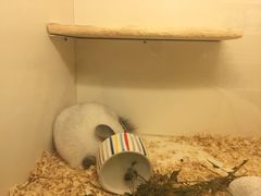 -龙猫仔乐园(惠福东路店)