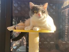 -MOCHA明星猫咖(田子坊店)