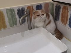 -滚猫咖啡·猫咖·猫友好撸猫(未来城店)