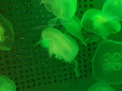 -洛阳龙门海洋馆