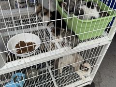 -哈尔滨道外花鸟鱼市场