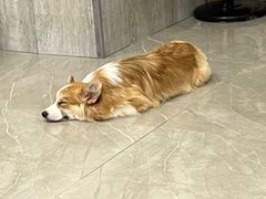 -和它·交个朋友·狗咖猫咖(爱琴海店)