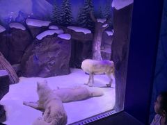 景点-上海海昌海洋公园