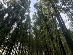 -林间山庄