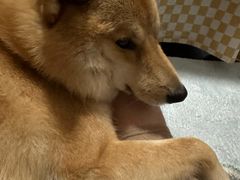 -佳雯宠物医院·皮肤科·内外科(春晓路分院)