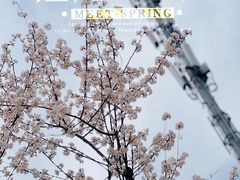 -顾村公园
