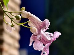 -马洛雷勒花园