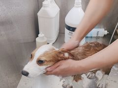 -全心全意连锁动物医院·微创中心·内科急重症·心脏专科(丰管路店)