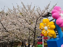 -高东镇樱花园