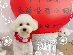 -读宠于你·约克夏比熊·睫角守宫·爬宠售卖(高新店)