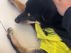 -怪兽屋·羊驼·猫咖·狗咖(俊华广场店)