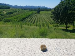 -北京张裕爱斐堡酒庄