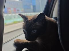 -芭比堂动物医院·CT·微创中心(新顺分院)