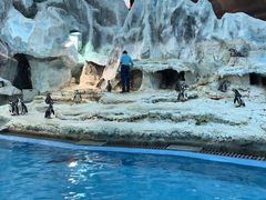 -帝企鹅自助餐厅•儿童岛•真企鹅(长隆企鹅酒店)