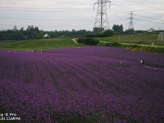 -紫颐香薰山谷景区