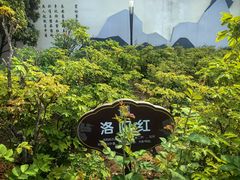 -洛阳市牡丹公园