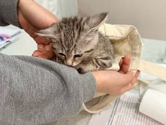 -安安宠医·臻爱宠物医院·宠保定点(营门口路分院)