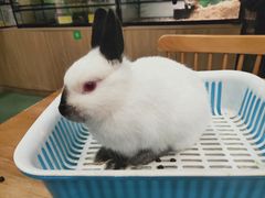 -藦茜花园宠物主题亲子互动体验馆(国顺东路店)