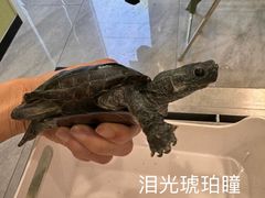 -悦宠动物医院(京丰分院)