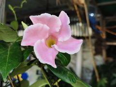 -溪岸路花鸟市场