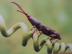 -上海昆虫博物馆