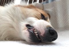 -灵美宠物诊所