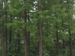 -溱湖国家湿地公园