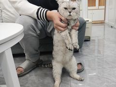 -爱洗澡的猫(天河路店)