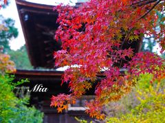 -常寂光寺