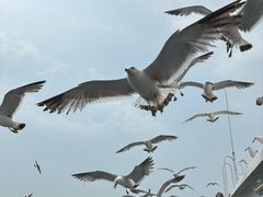 -海驴岛(荣成市)