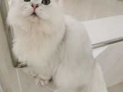 -共舞时光猫咖·狗咖(新街口店)