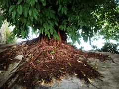 -OLD TREE老树咖啡·西餐厅(台山人工湖店)