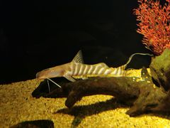 -暹罗海洋世界