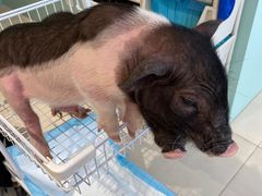 -怪兽屋·羊驼·猫咖·狗咖(俊华广场店)