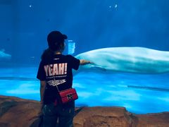 -华夏文旅海洋公园