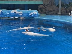 -海合安成都极地海洋公园